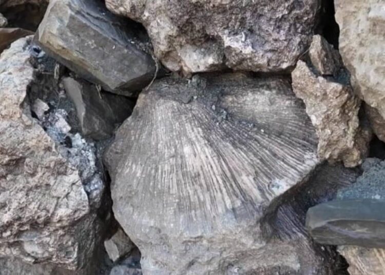 Bingöl’de 50 milyon yıllık deniz canlısı fosilleri bulundu 1 Bingöl’de 50 milyon yıllık deniz canlısı fosilleri bulundu