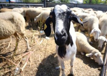 Aydın’da şap alarmı: 34 mahalle karantinaya alındı