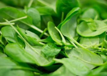 Doğadan ıspanak diye topladıkları ot hastanelik etti