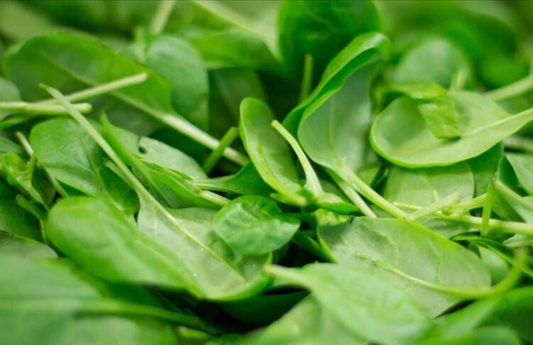 Doğadan ıspanak diye topladıkları ot hastanelik etti