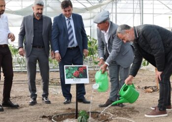 Yüzde 100 Türk kahvesi için ilk adım atıldı: Kumluca’ya kahve fidanı dikildi