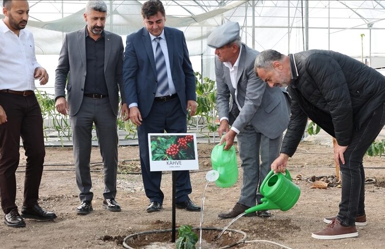 Yüzde 100 Türk kahvesi için ilk adım atıldı: Kumluca’ya kahve fidanı dikildi