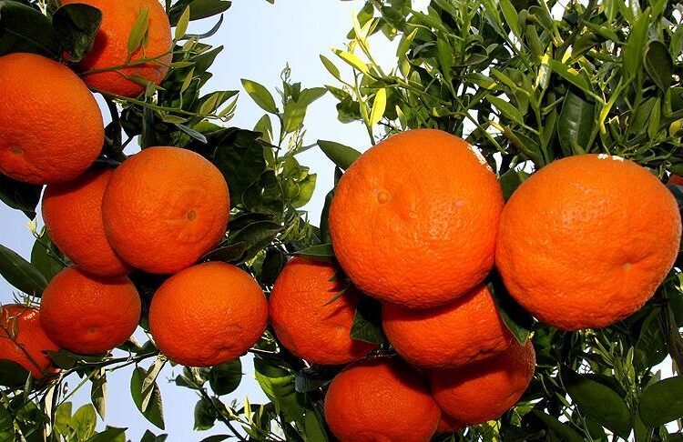 Mandalinanın kilosu dalında 1 liraya düştü, üretici şokta 1 Mandalinanın kilosu dalında 1 liraya düştü, üretici şokta