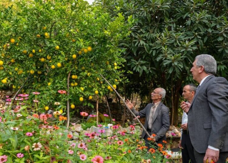 Diyarbakır’da deneme amaçlı dikilen narenciyeler meyve verdi, sırada muz var 1 Diyarbakır’da deneme amaçlı dikilen narenciyeler meyve verdi, sırada muz var