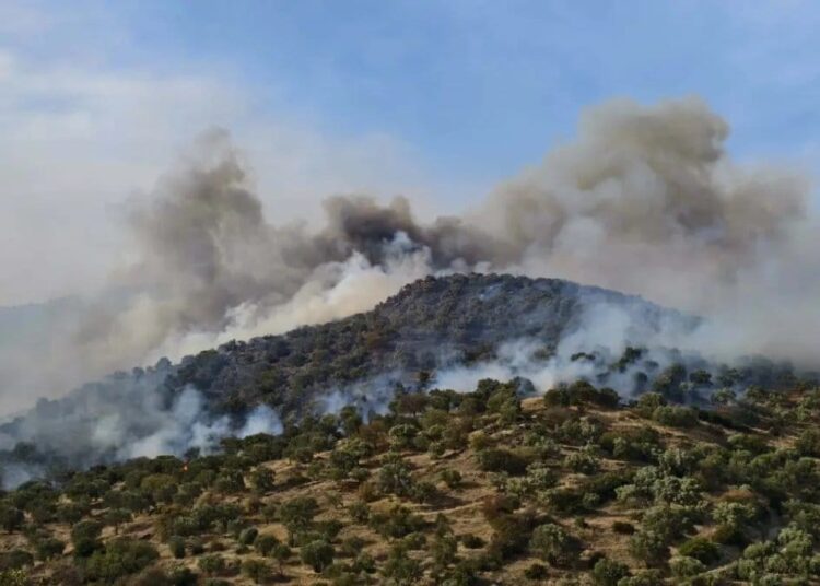 Aydın'da çıkan orman yangını rüzgarın etkisiyle yayılıyor 1 Aydın’da çıkan orman yangını rüzgarın etkisiyle yayılıyor