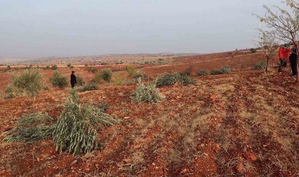 Kimliği belirsiz kişiler 10 bin fıstık ve zeytin ağacını kesti