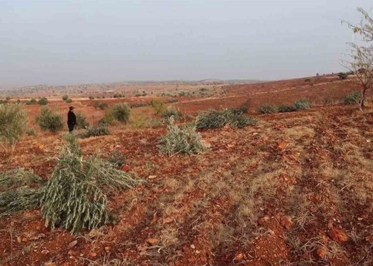 Kimliği belirsiz kişiler 10 bin fıstık ve zeytin ağacını kesti 1 Kimliği belirsiz kişiler 10 bin fıstık ve zeytin ağacını kesti