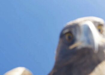 Dronu havada kapan kartal, götürüp dağın tepesine bıraktı