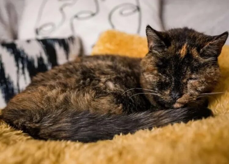 Dünyanın en yaşlı kedisi 30 yaşında