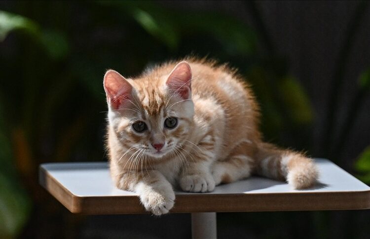 Komşunun bahçesine giren kediye ev hapsi cezası