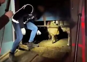 Dikiş izlerini gören şok oldu: Canlı koyunları kesip içlerine uyuşturucu koymuşlar