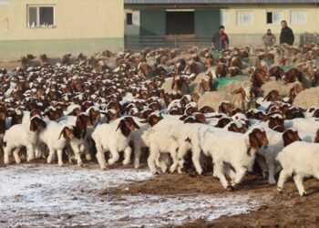 Türkiye’nin en büyük işletmesinde 60 bin kuzu dünyaya geldi