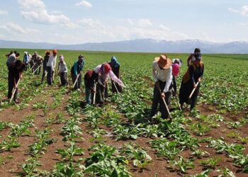 265 mühendis, mevsimlik işçi olmak için başvurdu