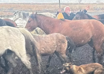 Sürünün içerisinde klip çekimi yapan Onur Akın’a at çarptı