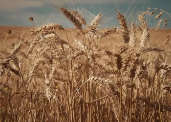 Tuna Cevher yazdı I Tarımda kırmızı alarm: Çiftçi yaşlanıyor, toprak betonlaşıyor