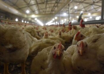 Türkiye’nin tavuk ve yumurta devi konkordato ilan etti