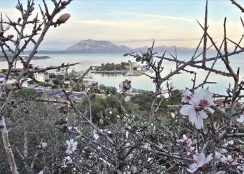 Badem ağaçları ocak ayında çiçek açtı