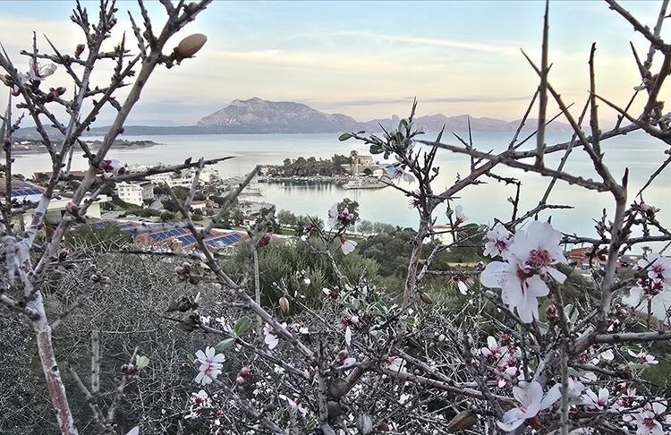 Badem ağaçları ocak ayında çiçek açtı