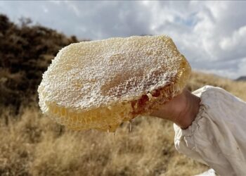 Dünyanın en pahalı balı Ilgaz’da satıldı
