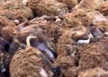 Sisli havadan yararlanan kurt 200 koyunu telef etti