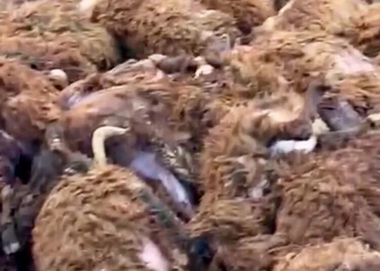 Sisli havadan yararlanan kurt 200 koyunu telef etti