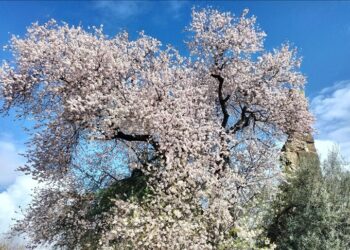 Manavgat’ta badem ağaçları çiçek açtı