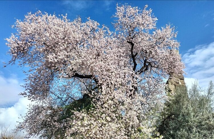 Manavgat’ta badem ağaçları çiçek açtı