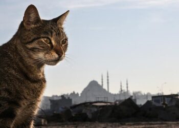 Bu etkinlikte İstanbul’un kedileri konuşuldu