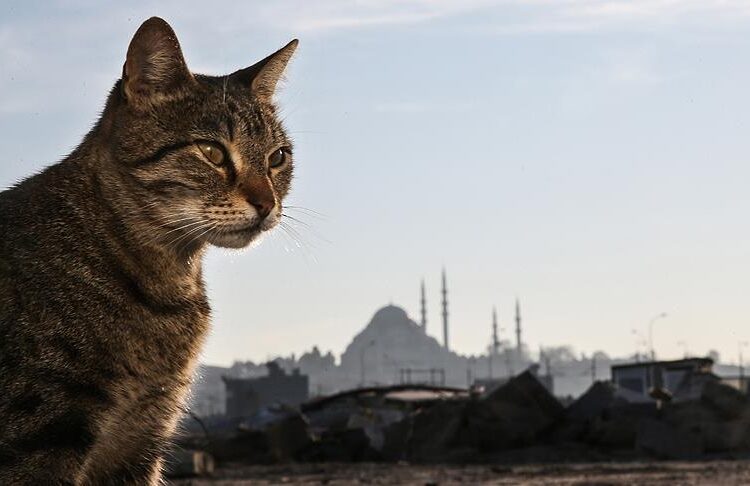 Bu etkinlikte İstanbul'un kedileri konuşuldu 1 Bu etkinlikte İstanbul’un kedileri konuşuldu