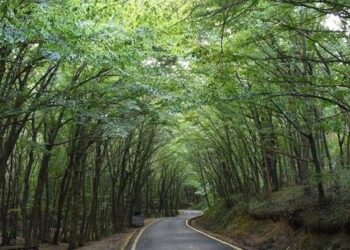 21 ilde birçok alan orman sınırları dışına çıkarıldı