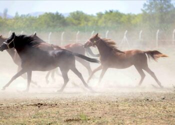 Kapı açık unutuldu, kaçan yarış atları otoyolda telef oldu