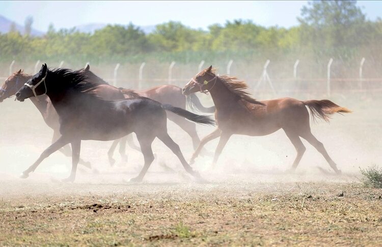 Kapı açık unutuldu, kaçan yarış atları otoyolda telef oldu