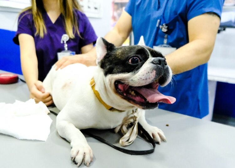 Köpeğine ilgisiz davranan veterineri tüketici hakem heyetine şikayet etti 1 Köpeğine ilgisiz davranan veterineri tüketici hakem heyetine şikayet etti