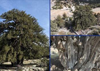 Karaman’daki bu ağaç 1931 yaşında