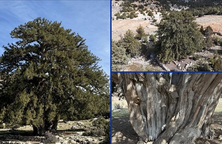 Karaman’daki bu ağaç 1931 yaşında