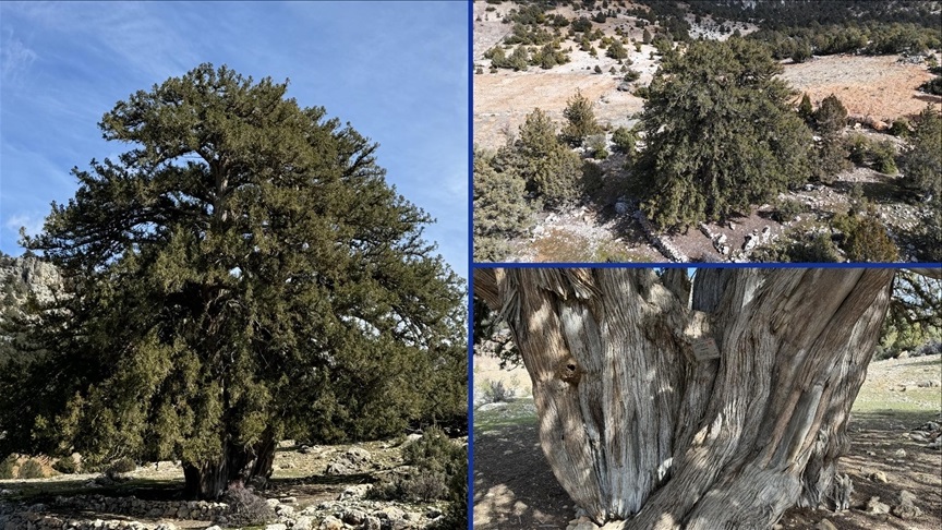 Karaman’daki bu ağaç 1931 yaşında