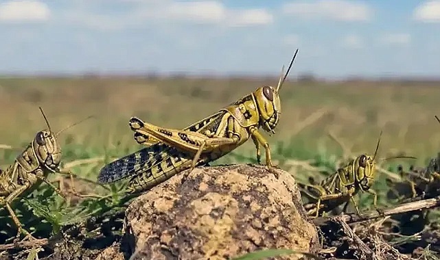 Uzmanlardan çekirgeler için “istilacı değil” açıklaması