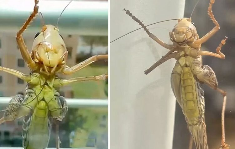 Çekirge istilası ilahi bir bela mı? 1 Çekirge istilası ilahi bir bela mı?