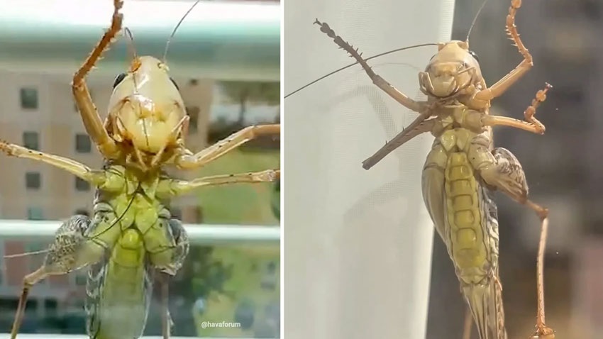 Çekirge istilası ilahi bir bela mı? 1 Çekirge istilası ilahi bir bela mı?