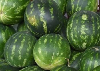 Tuna Cevher yazdı I Çürüyen karpuzlar, çürüyen güven 2 Tuna Cevher yazdı I Çürüyen karpuzlar, çürüyen güven