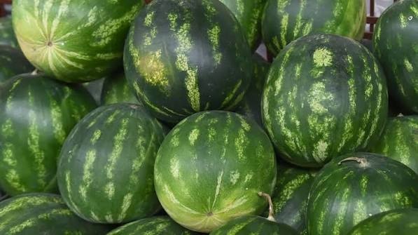 Tuna Cevher yazdı I Çürüyen karpuzlar, çürüyen güven 1 Tuna Cevher yazdı I Çürüyen karpuzlar, çürüyen güven