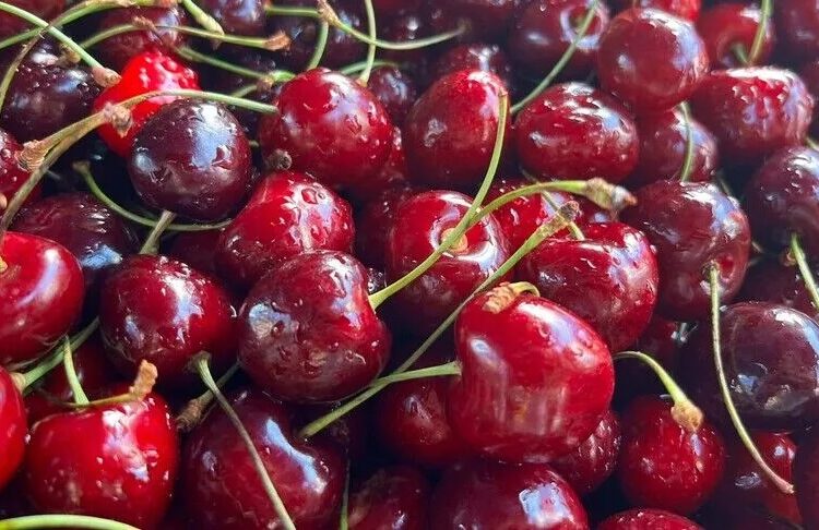 Türkiye'nin kiraz ve vişne ihracatı ilk yarıda 100 milyon doları aştı 1 Türkiye’nin kiraz ve vişne ihracatı ilk yarıda 100 milyon doları aştı