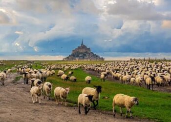 Avrupa orman yangınlarına karşı çözümü keçi ve koyunlarda arıyor