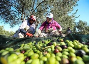 Tuna Cevher yazdı I Rekor hasat neden üreticiyi sevindirmiyor? 2 Tuna Cevher yazdı I Rekor hasat neden üreticiyi sevindirmiyor?