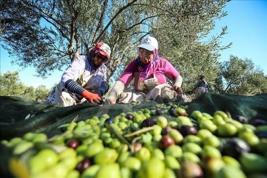 Tuna Cevher yazdı I Rekor hasat neden üreticiyi sevindirmiyor? 1 Tuna Cevher yazdı I Rekor hasat neden üreticiyi sevindirmiyor?