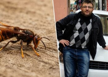 Arıların yuvasına sıcak su döken mobilyacı hayatını kaybetti