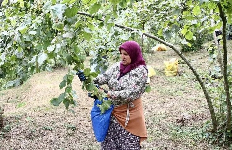 Tuna Cevher yazdı I Türkiye fındıkta verimlilik yarışını kaybediyor 1 Tuna Cevher yazdı I Türkiye fındıkta verimlilik yarışını kaybediyor