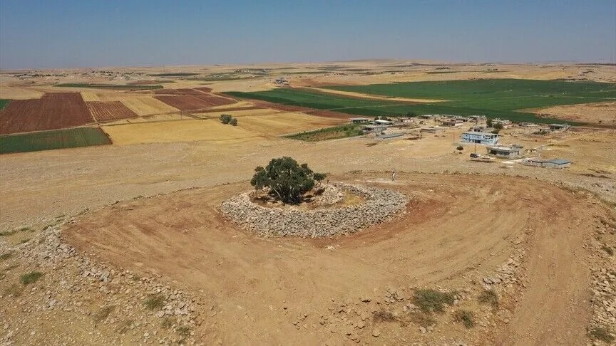 Anasayfa 65 13 asırlık zeytin ağacı meyve vermeyi sürdürüyor