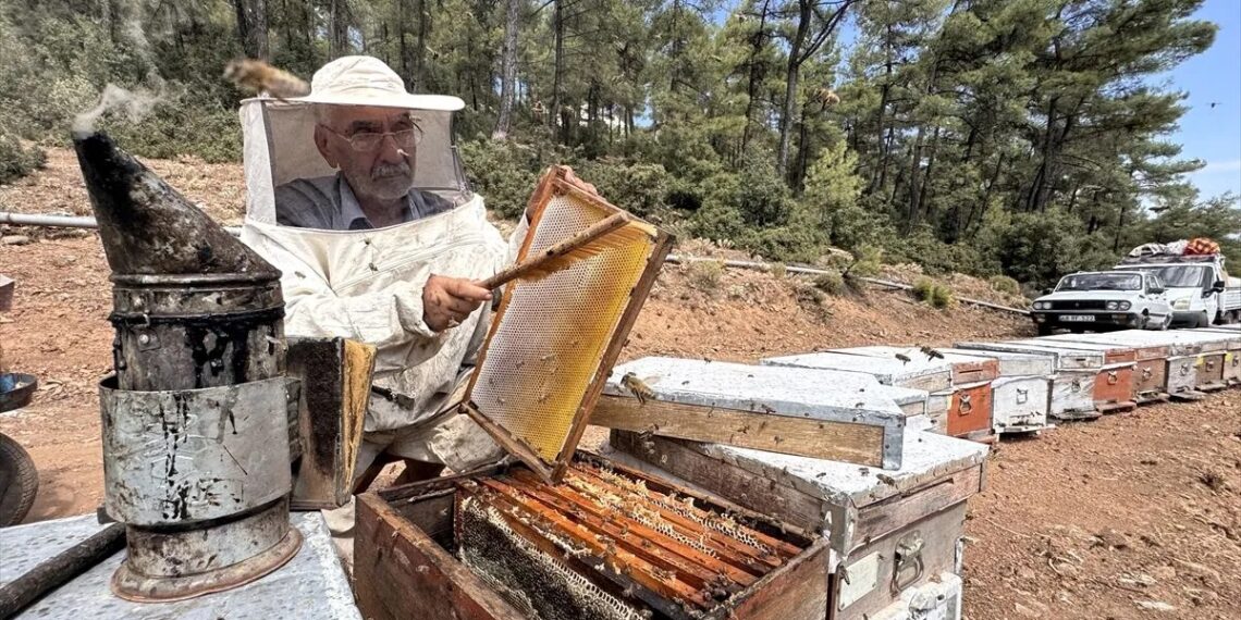 Anasayfa 65 Muğla’da arıcılar çam balı rekoltesinden memnun