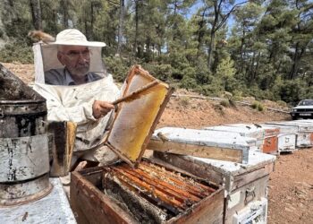 Muğla'da arıcılar çam balı rekoltesinden memnun 2 Muğla’da arıcılar çam balı rekoltesinden memnun